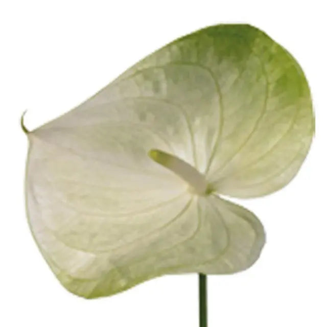 Anthurium Grace 13cm - 12 Stem Pack