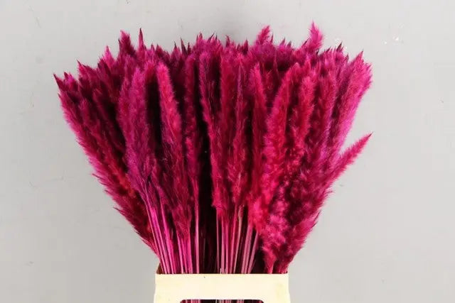 Pampas Grass Dyed Cerise 75cm - 50 Stem Bunch