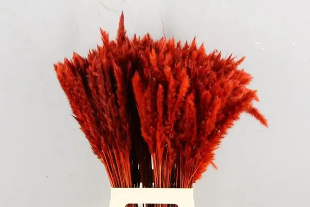 Pampas Grass Dyed Red 75cm - 50 Stem Bunch