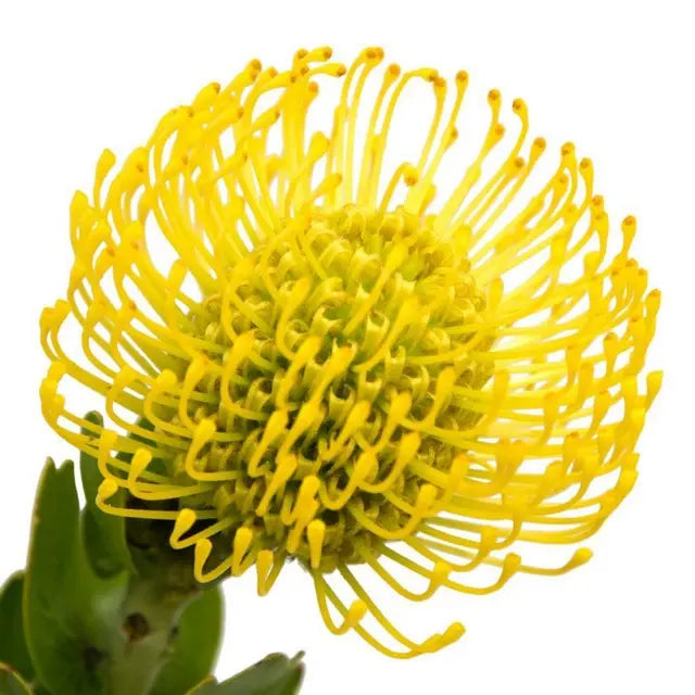 Pincushion Yellow 40-50cm - 10 Stem Bunch