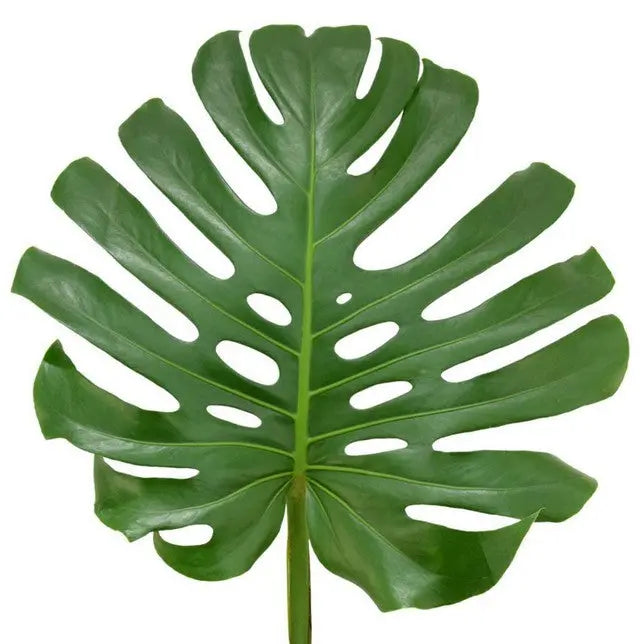 Monstera Leaf - 20 Stem Bunch
