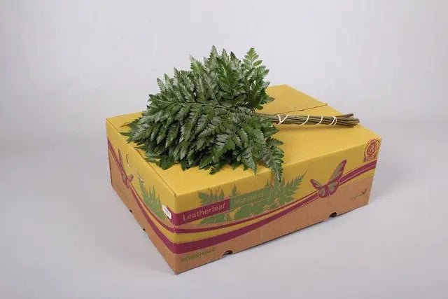 Leatherleaf Extra Bunch 50cm - 50 Sem Pack