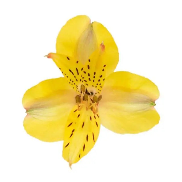 Alstroemeria Yellow - 100 Stem Box Holex Dutch