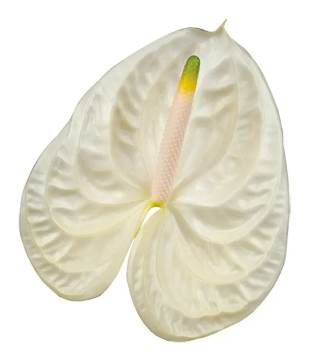 Anthurium Moments 13cm - 12 Stem Pack - PetalDriven