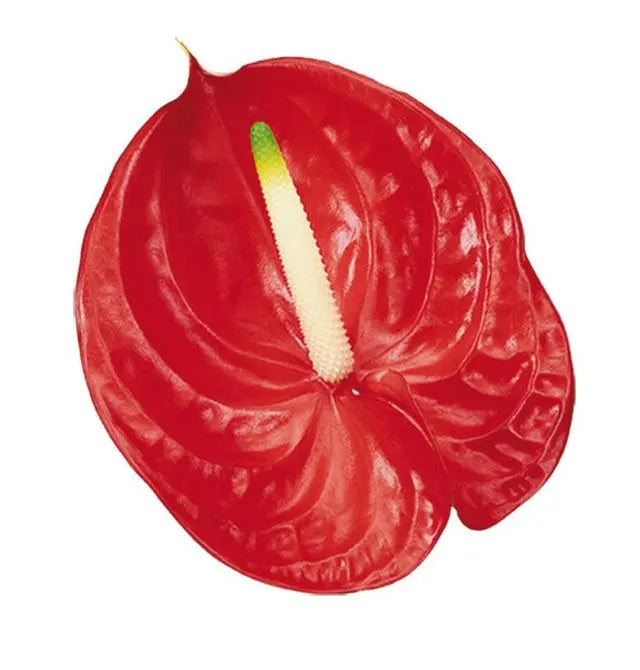 Anthurium Tropical 13cm - 12 Stem Pack