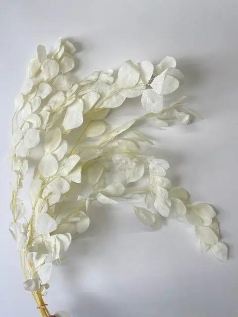 Bleached Silver Dollar Eucalyptus Holex Dutch