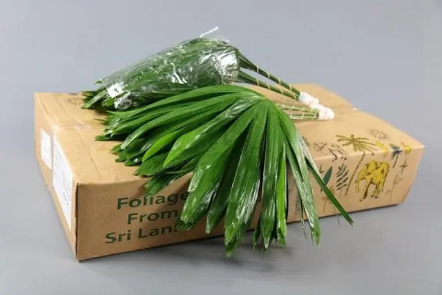 Raphis Palm 50cm - 50 Stem Bunch