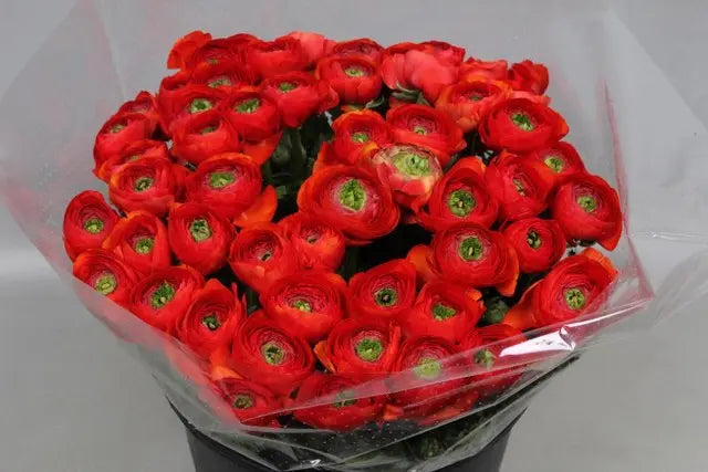 Ranunculus Cloony Sangria 40cm - 50 Stem Bunch