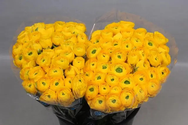 Ranunculus Cloony Omega 40cm - 50 Stem Bunch