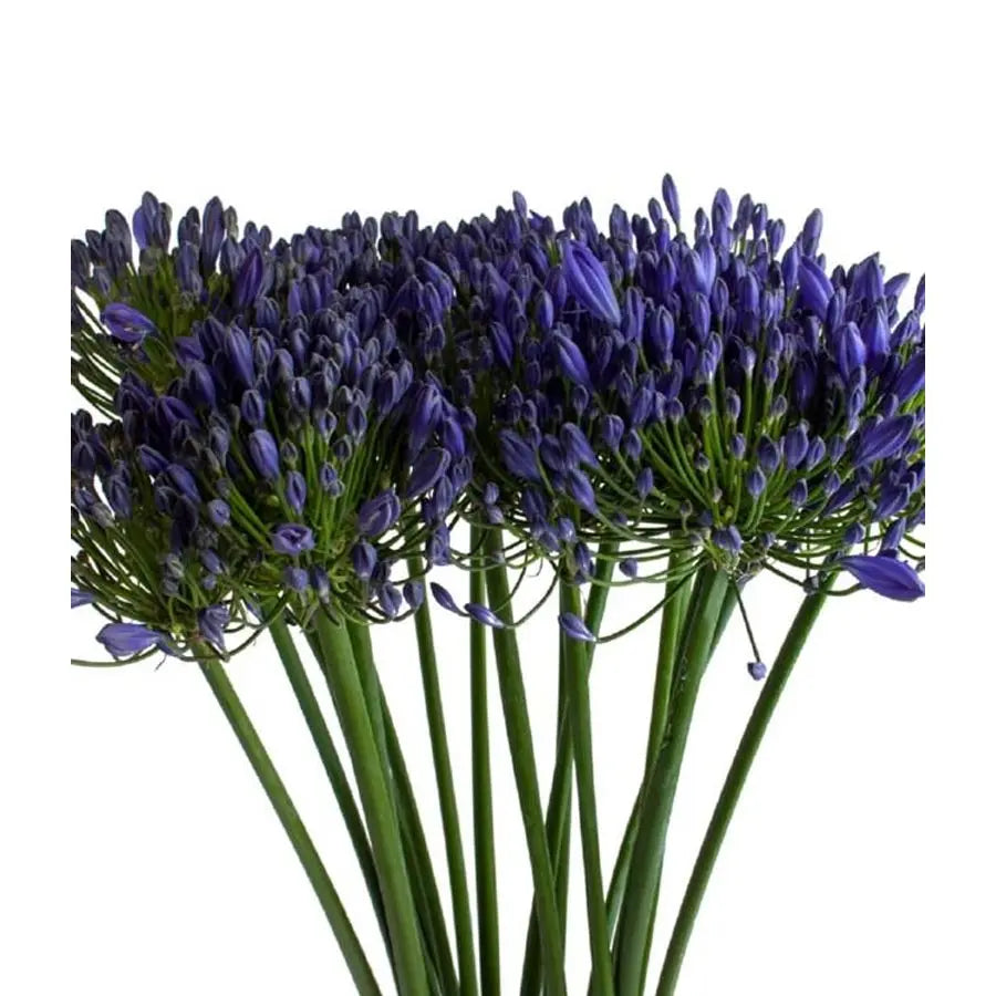 Agapanthus Eyfori Blue - 10 Stems Holex Dutch