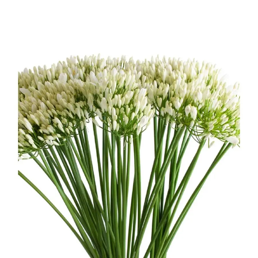 Agapanthus Eyfori White - 10 Stems Holex Dutch