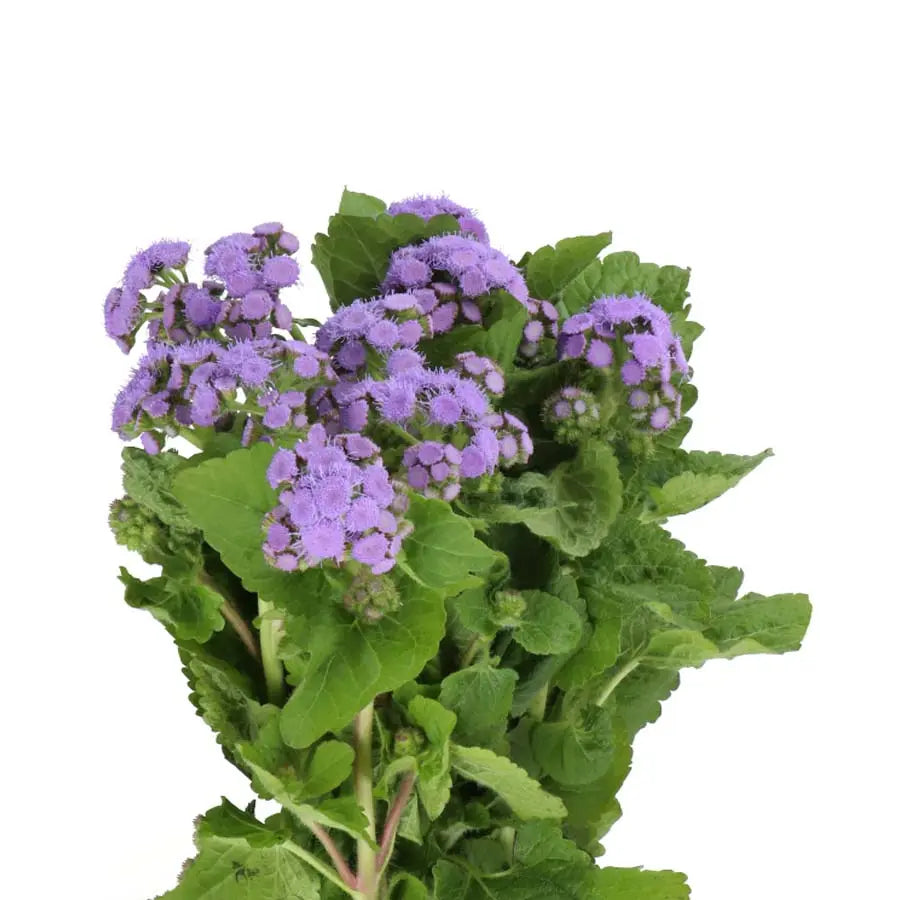 Ageratum Blue Horizon Holex Dutch