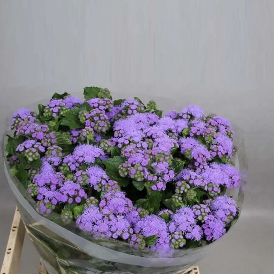 Ageratum Blue Horizon - 50 Stem Bunch