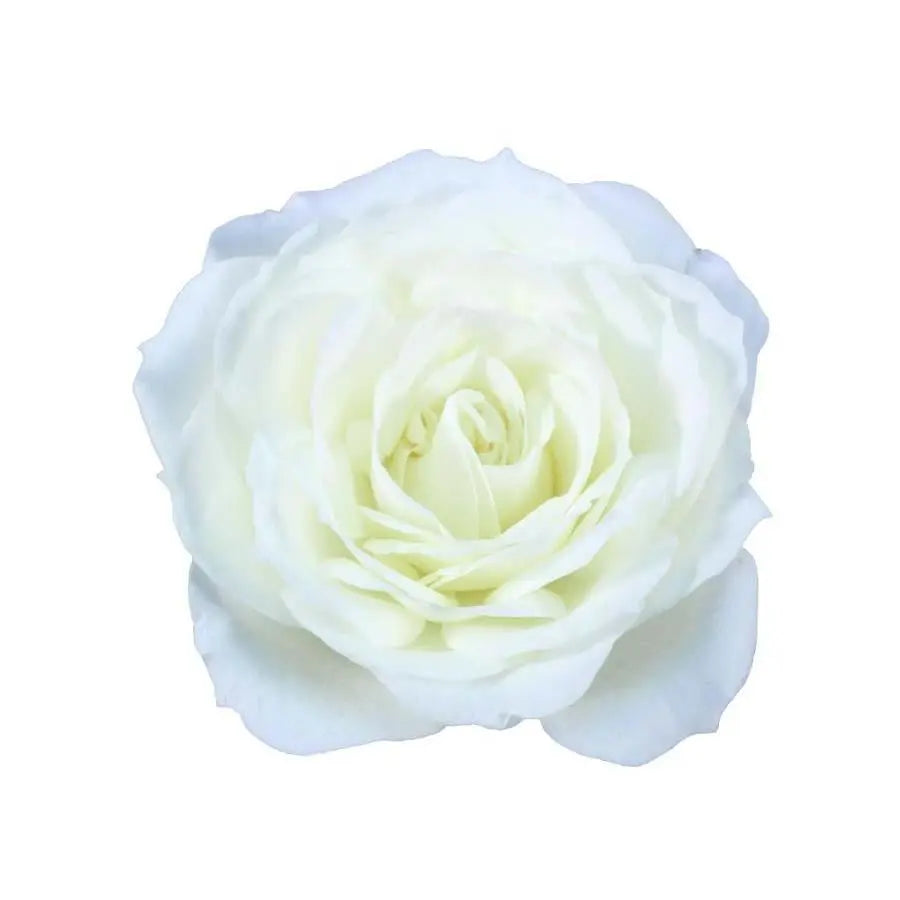 Garden Rose Alabaster - 48 Stem Bunch
