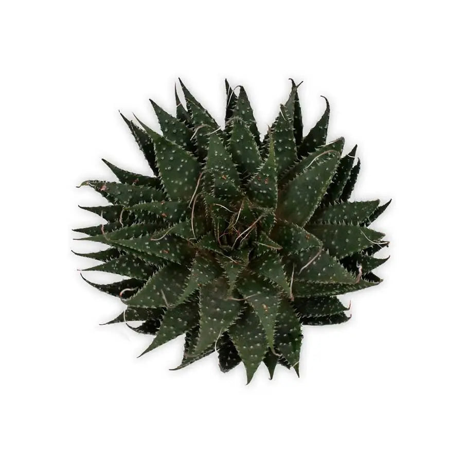 Aloe Aristata