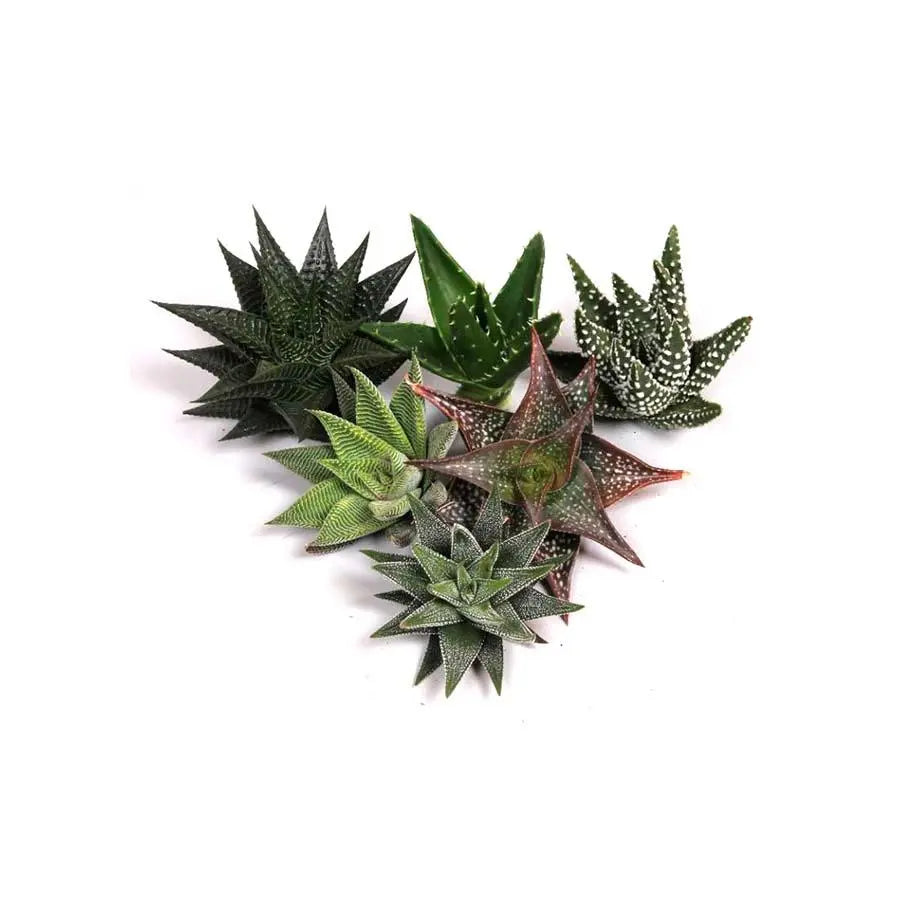 Aloe Assorted