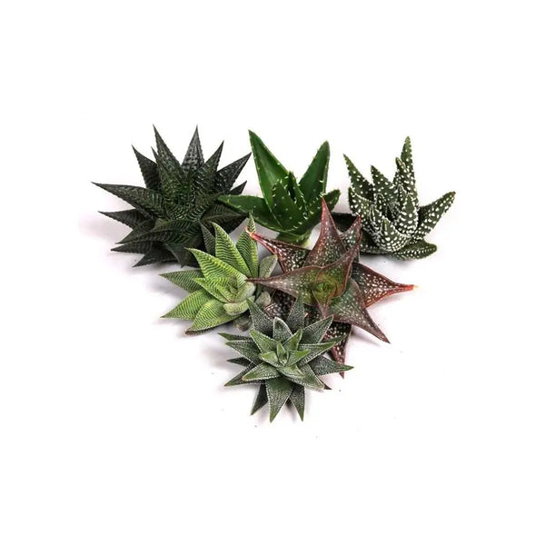 Aloe Assorted - PetalDriven