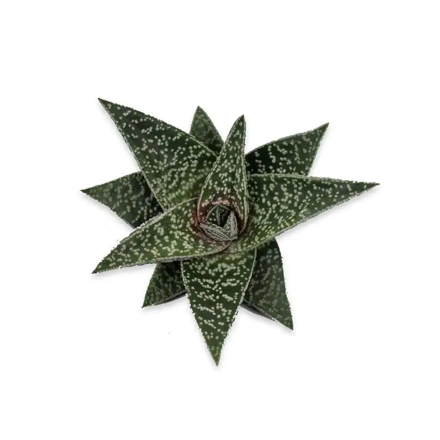 Aloe Aveo