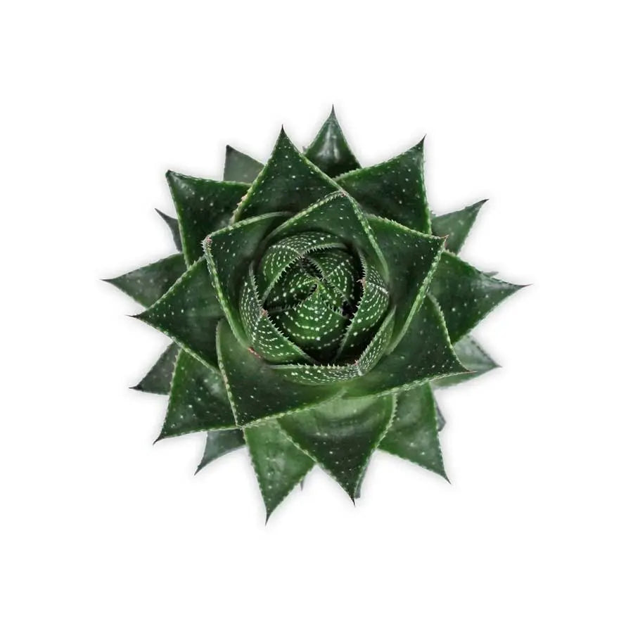 Aloe Cosmo