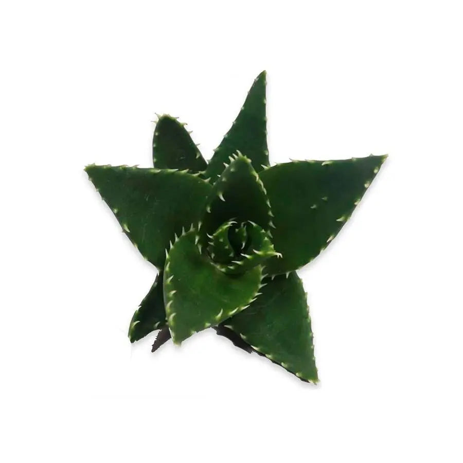 Aloe Mitriformis