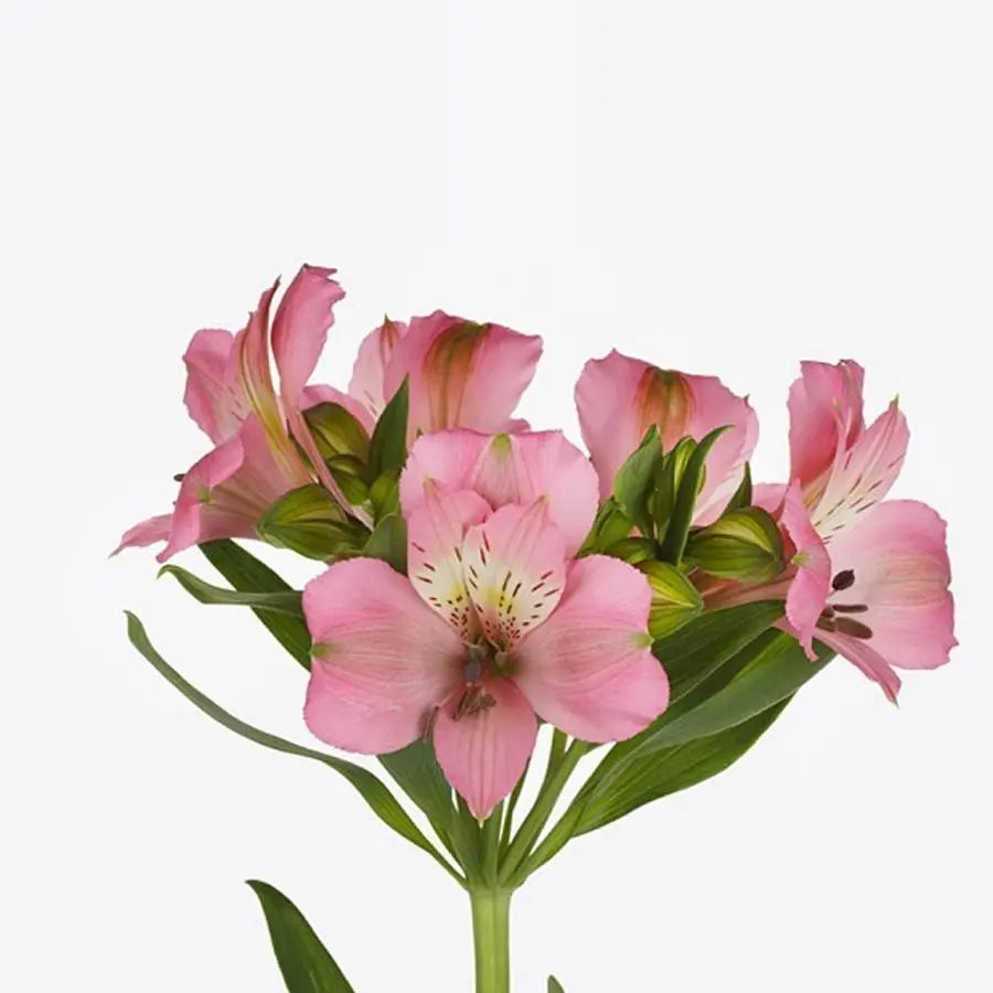Alstroemeria Light Pink - 100 Stems per Box Holex Dutch