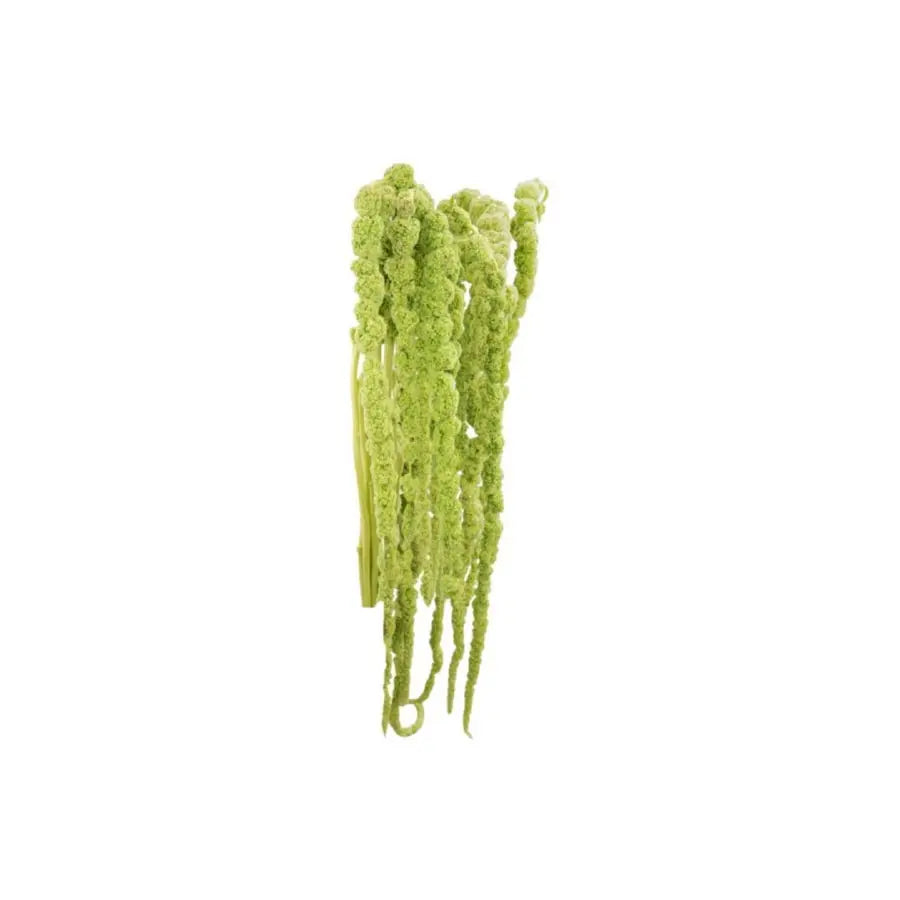Amaranthus Hanging Green Holex Dutch