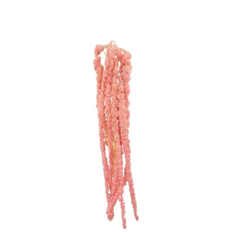 Amaranthus Hanging Bleached Pink
