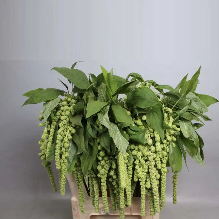 Amaranthus Hanging Green Holex Dutch