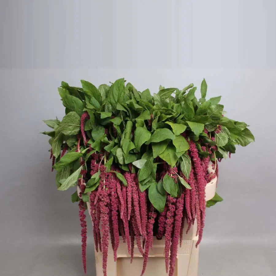 hanging red plant Amaranthus Hanging Red