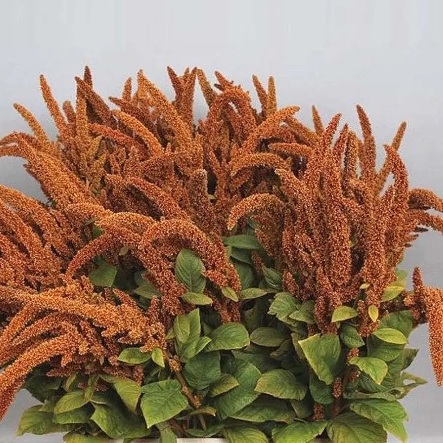 Amaranthus Upright Bronze Holex Dutch