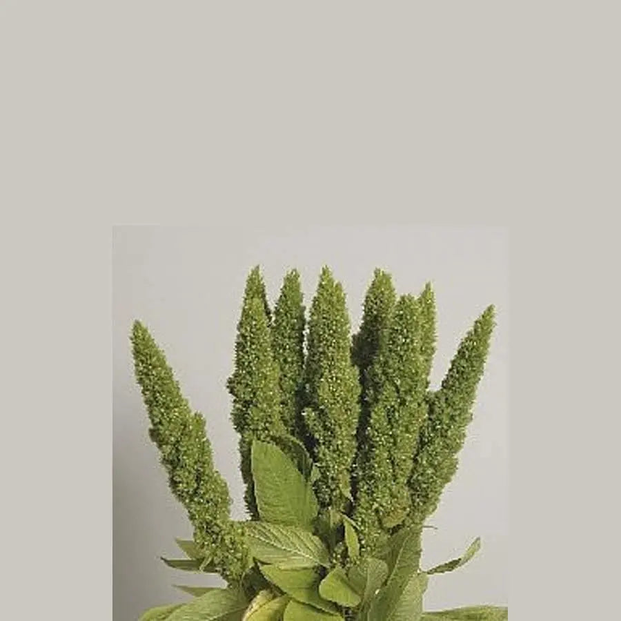Amaranthus Upright Green - 50 Stem Bunch Holex Dutch