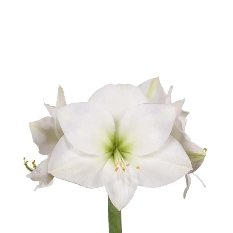 Amaryllis Casablanca - 12 Stem Bunch