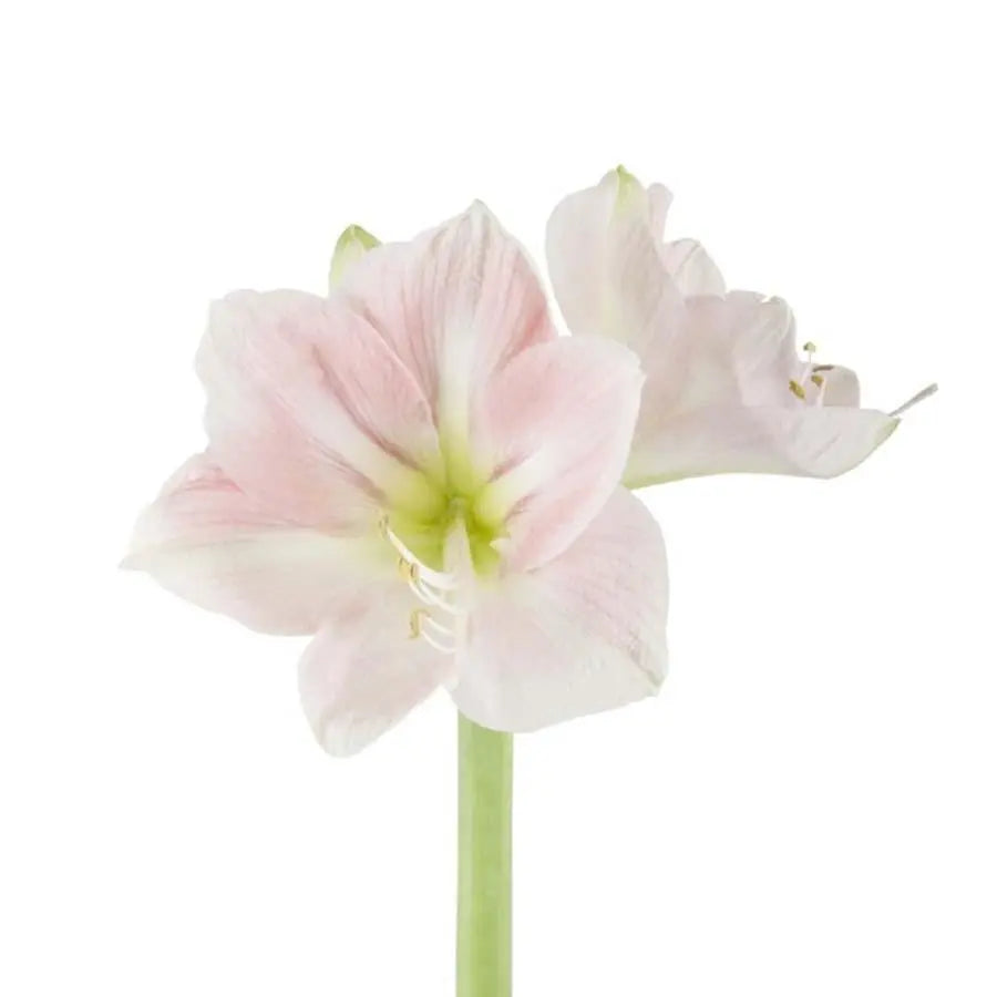Amaryllis Darling - 12 Stem Bunch