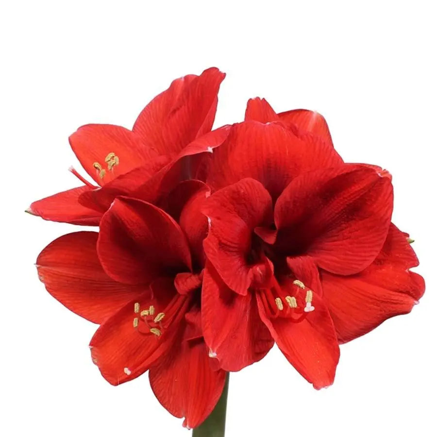 Amaryllis Ferrari  - 12 Stem Bunch
