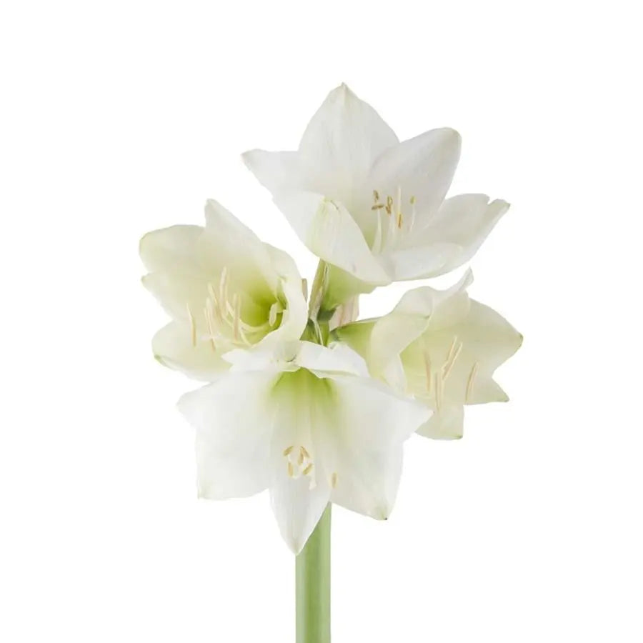 Amaryllis Mont Blanc - 12 Stem Bunch