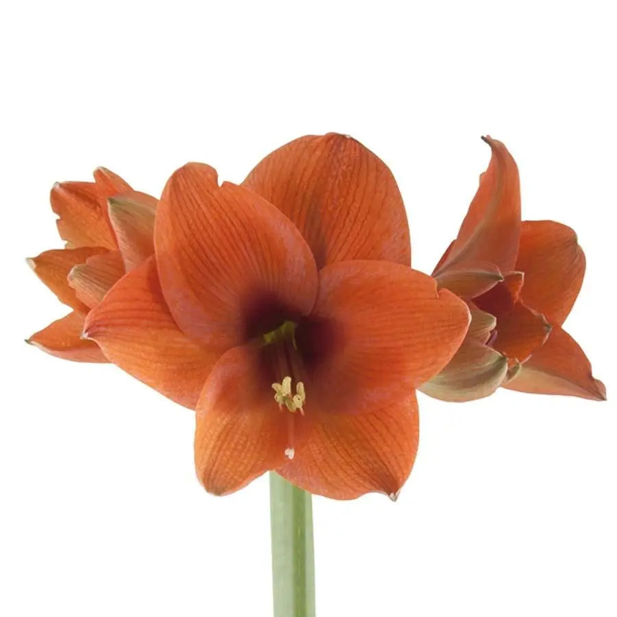 Amaryllis Naranja - 12 Stem Bunch
