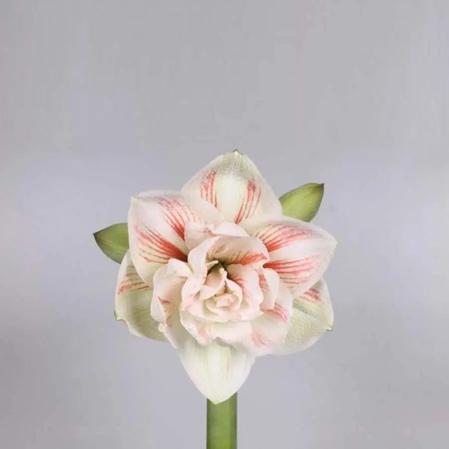 Amaryllis Nymph - 12 Stem Bunch