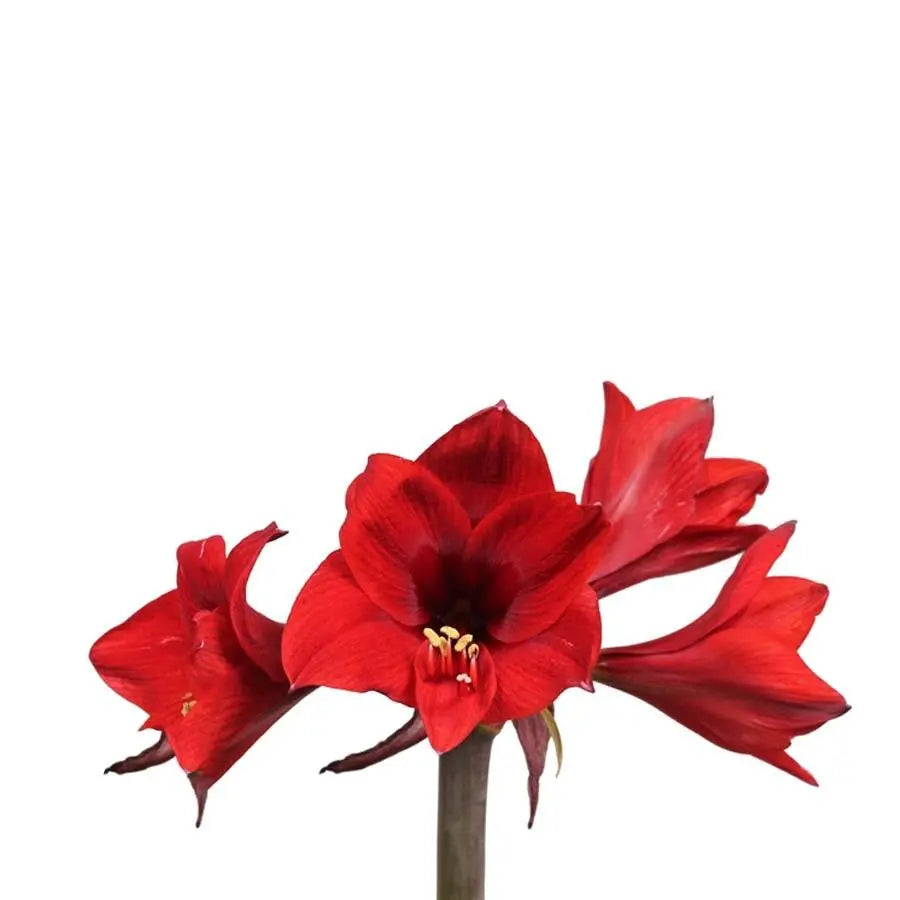 Amaryllis Rapido (Mini) - 18 Stem Bunch