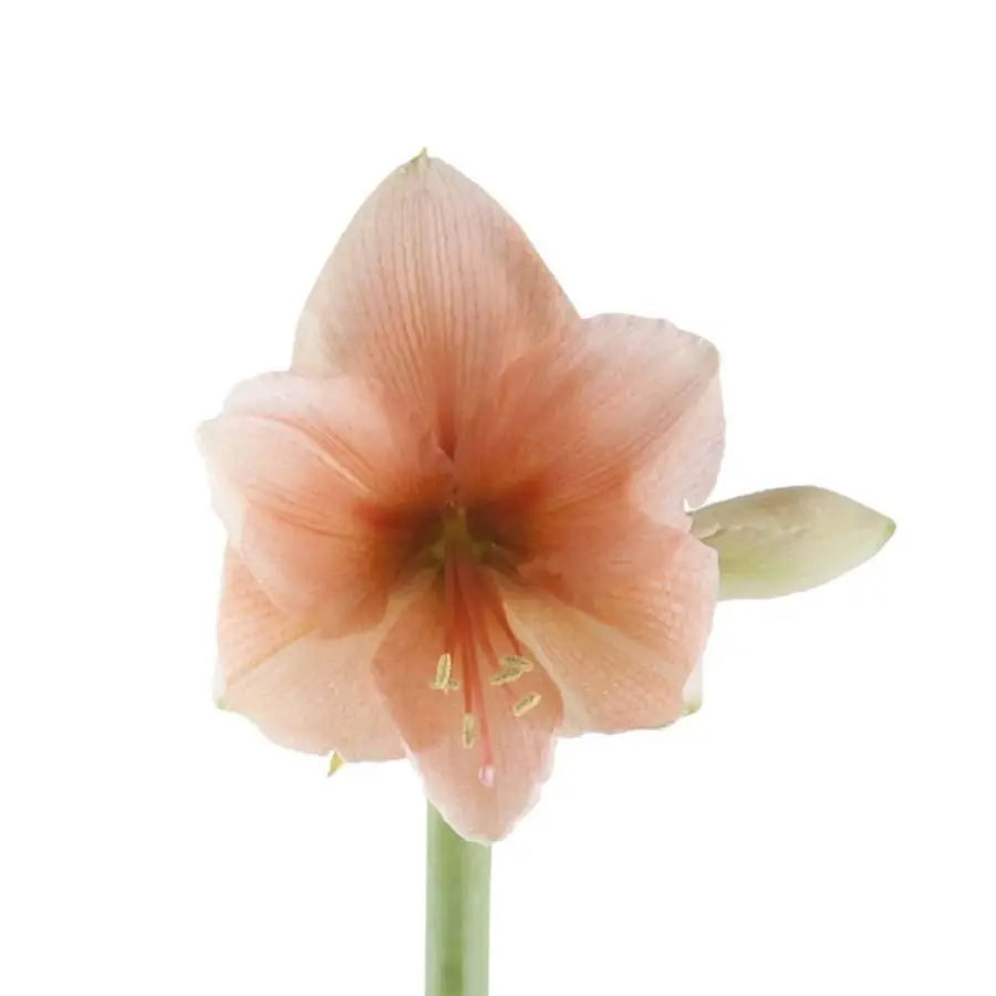 Amaryllis Rilona - 12 Stem Bunch