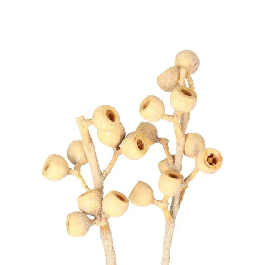 Ambernut Bleached