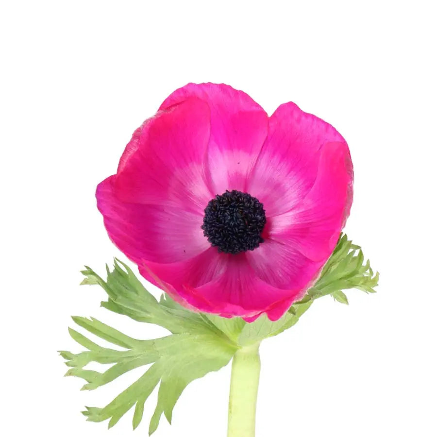Anemone Marianne Orchid - 50 Stem Bunch Holex Dutch