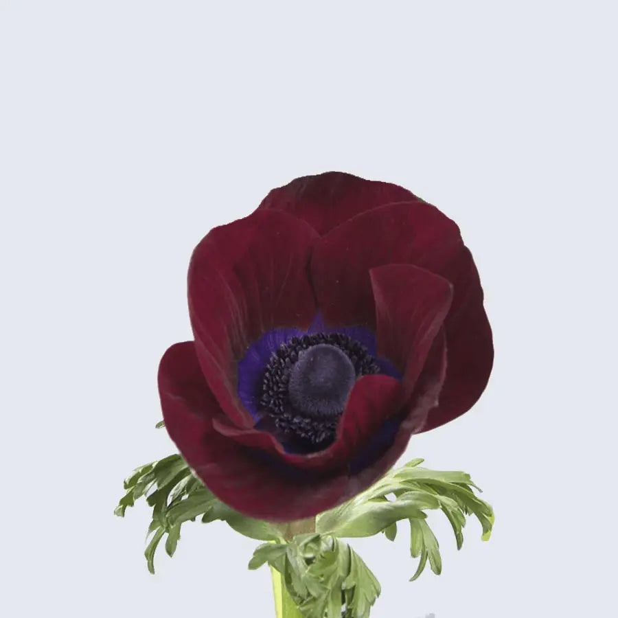 Anemone Meron Bordeaux Holex USA