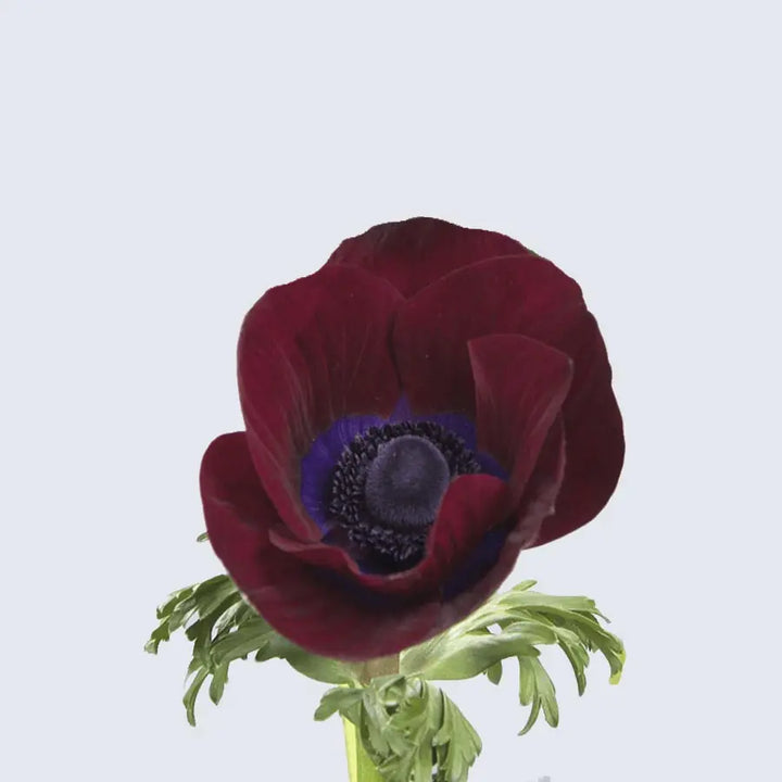 Anemone Meron Bordeaux Holex USA