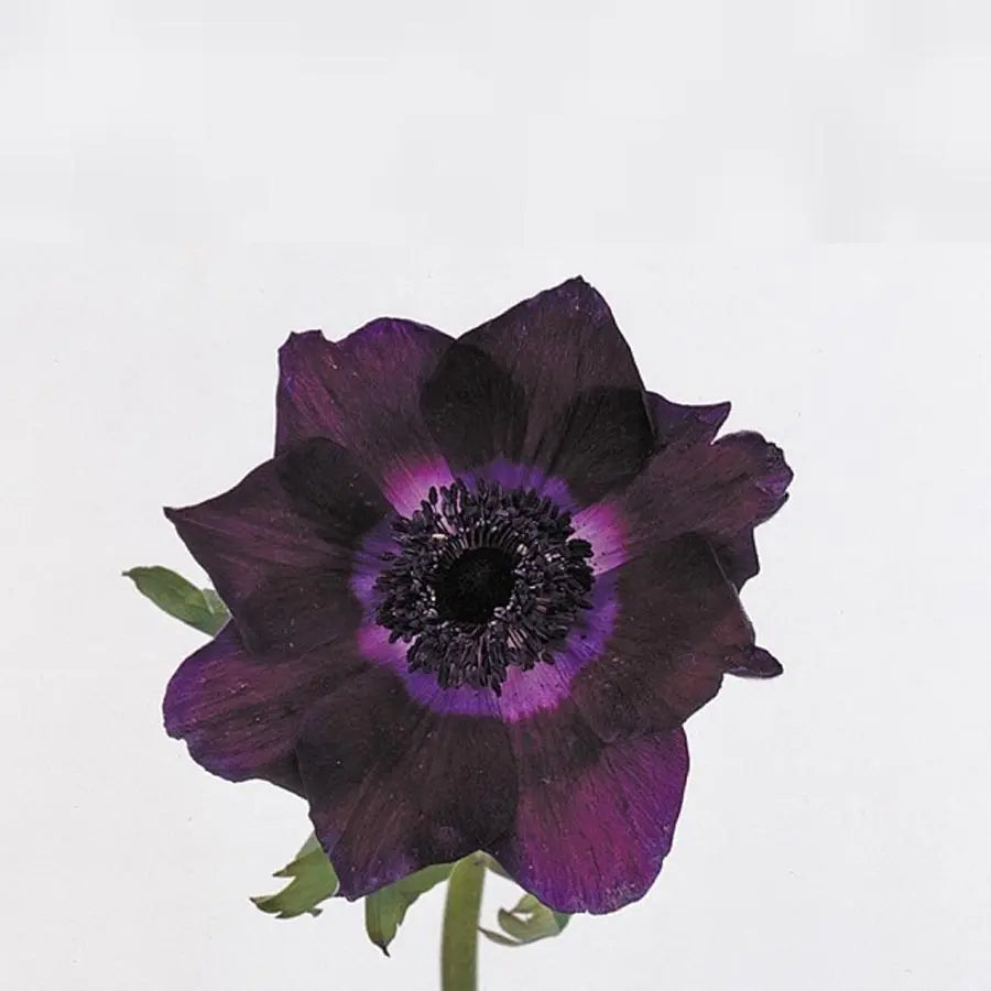 Anemone Meron Bordeaux Holex USA