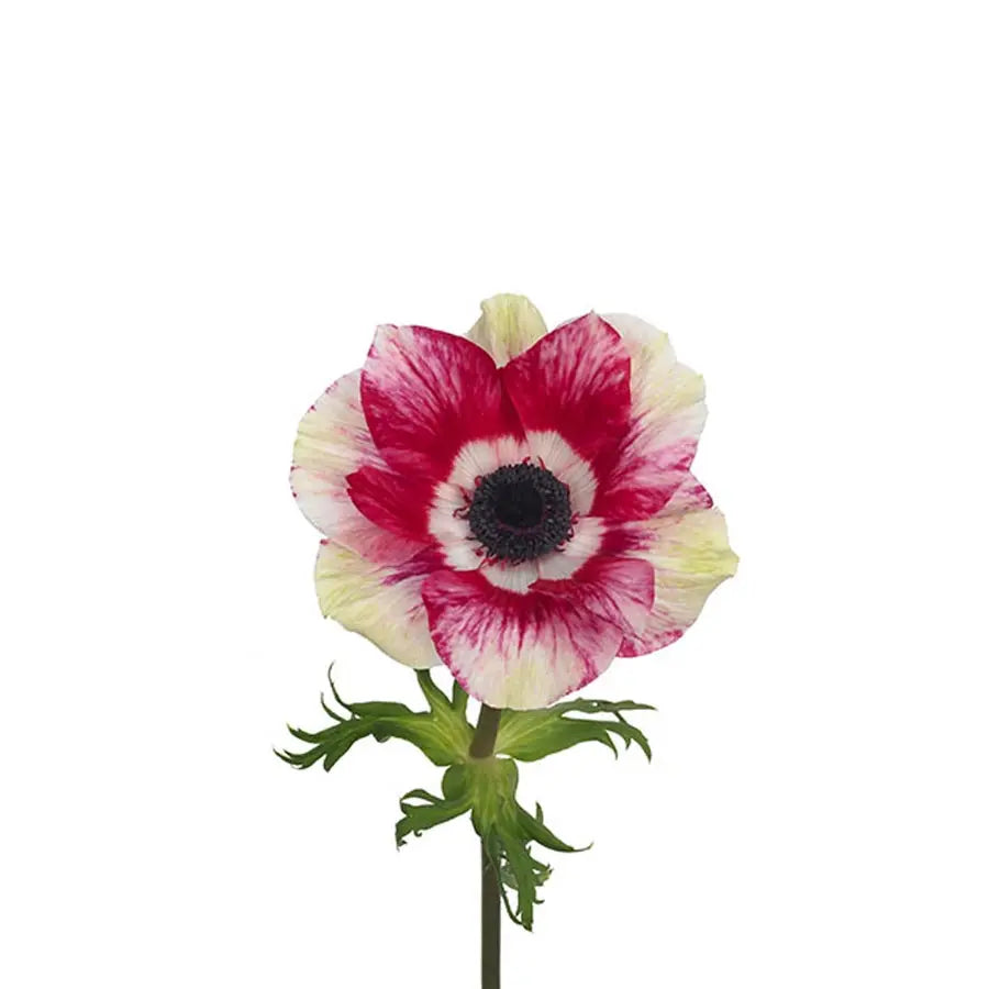 Anemone Mistral Tigre - 50 Stems Holex Dutch