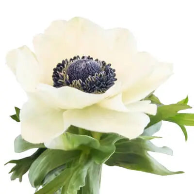 White PetalKit PetalDrivenCom