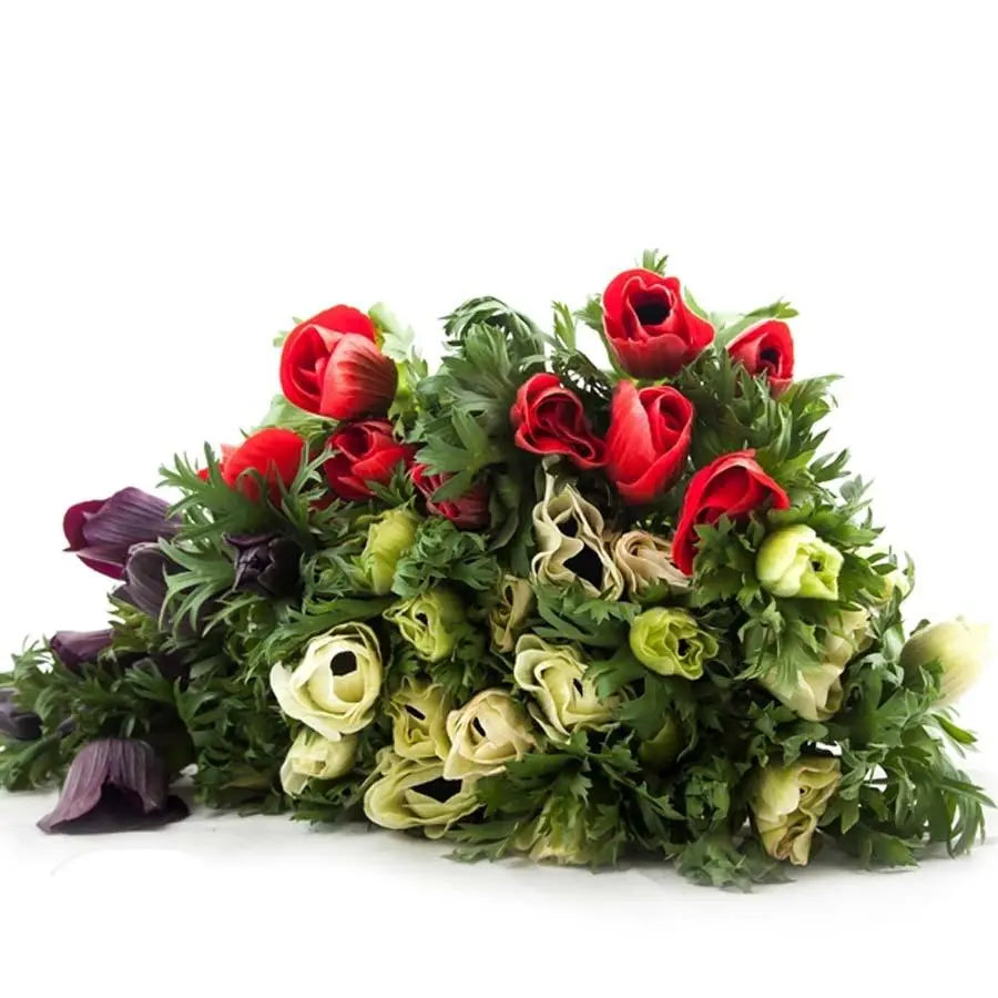Anemone Assorted Holex Dutch