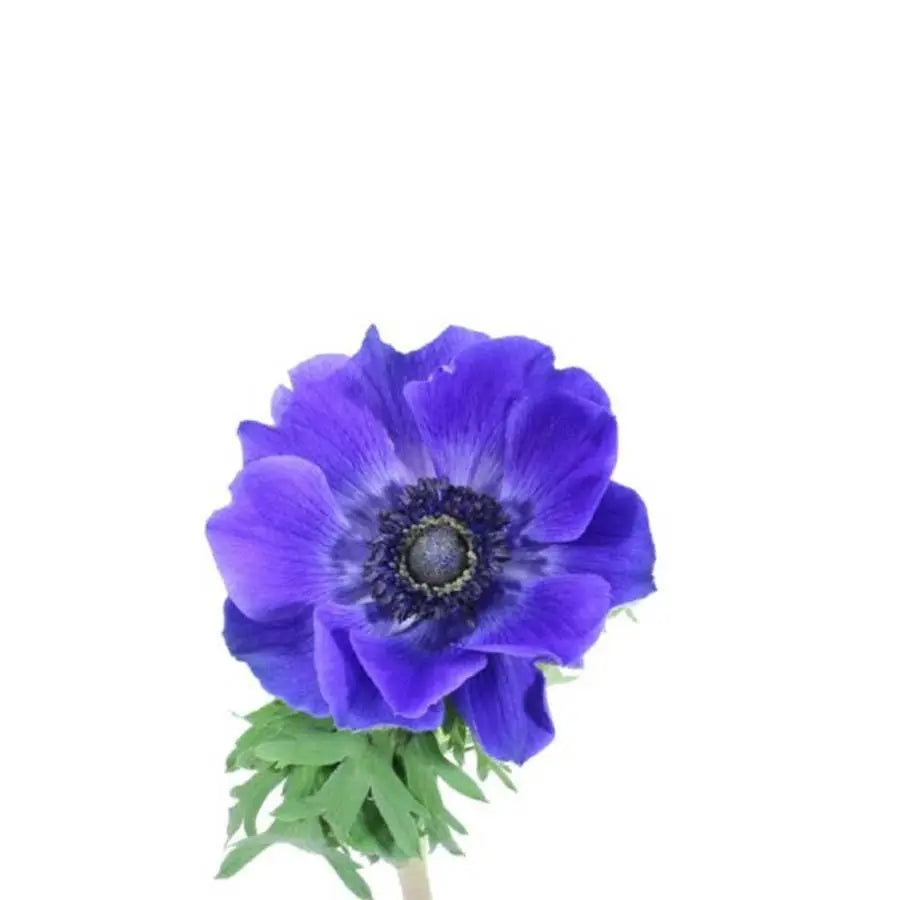 Anemone Blue - 120 Stem Box