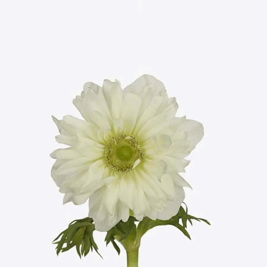 Anemone Fullstar Pure White - 50 Stem Bunch