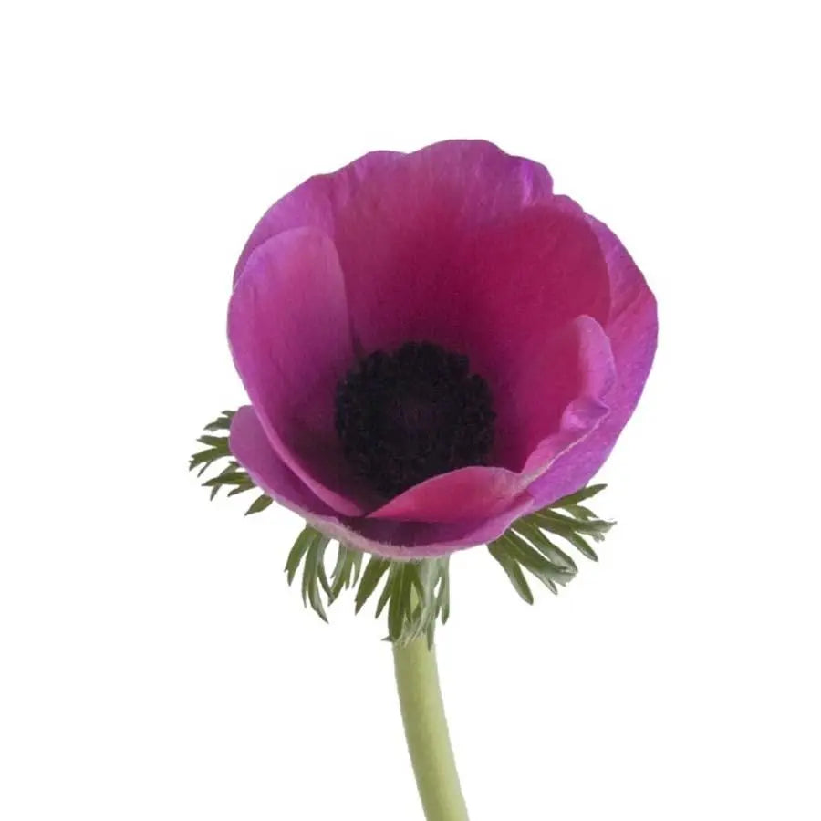 Anemone Marianne Orchid - 50 Stem Bunch